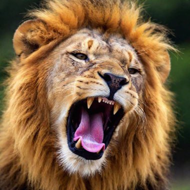 A close-up photo portrait of a lion roaring, deep focus on the details of its open mouth, teeth, and tongue, eye-level shot showing the dynamic expression of its strength and power clipart