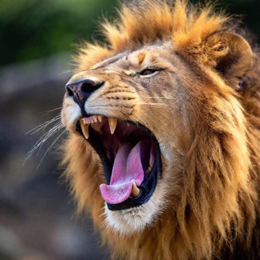 A close-up photo portrait of a lion roaring, deep focus on the details of its open mouth, teeth, and tongue, eye-level shot showing the dynamic expression of its strength and power clipart