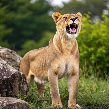 A full shot photo of a lioness in mid-roar, deep focus on its open mouth and intense facial expression, low-angle shot capturing the full body and the dynamic energy of its powerful stance clipart