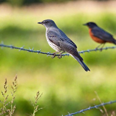 Birds perched on a wire fence in a countryside setting clipart