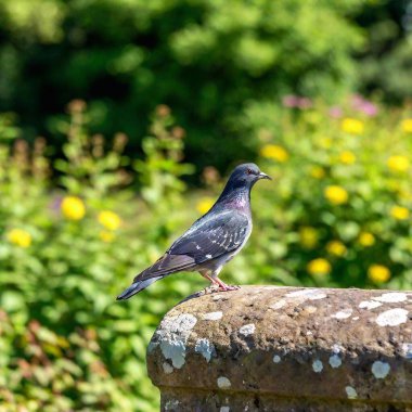 Birds perched on a stone wall in a countryside garden clipart