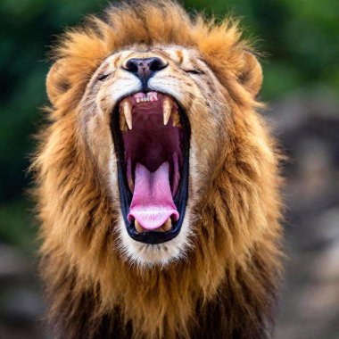 A close-up photo portrait of a lion roaring, deep focus on the details of its open mouth, teeth, and tongue, eye-level shot showing the dynamic expression of its strength and power clipart