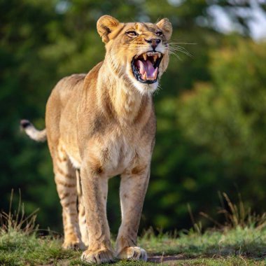 A full shot photo of a lioness in mid-roar, deep focus on its open mouth and intense facial expression, low-angle shot capturing the full body and the dynamic energy of its powerful stance clipart