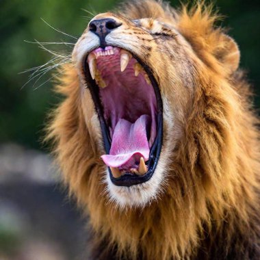 A close-up photo portrait of a lion roaring, deep focus on the details of its open mouth, teeth, and tongue, eye-level shot showing the dynamic expression of its strength and power clipart