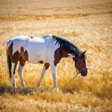 beautiful horse with a white mane clipart