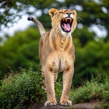 A full shot photo of a lioness in mid-roar, deep focus on its open mouth and intense facial expression, low-angle shot capturing the full body and the dynamic energy of its powerful stance clipart