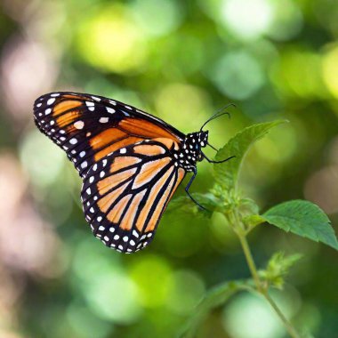 A macro photo of a butterfly with iridescent wings catching the light, soft focus creating a gentle blur of colors in the background, low angle shot that highlights the shimmering scales and the delicate structure of its wings clipart