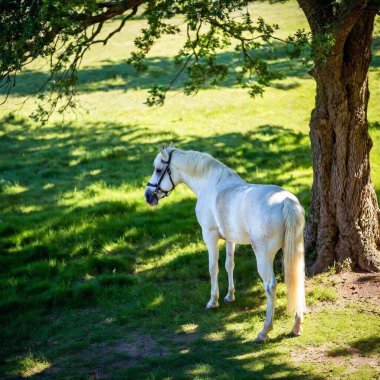 A full shot photo of a horse standing under a large oak tree, soft focus rendering the leaves and branches into a delicate green blur, high angle shot from above that shows the horse's full body and its relaxed posture in the shade clipart