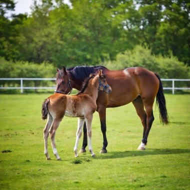 beautiful foal with mare clipart