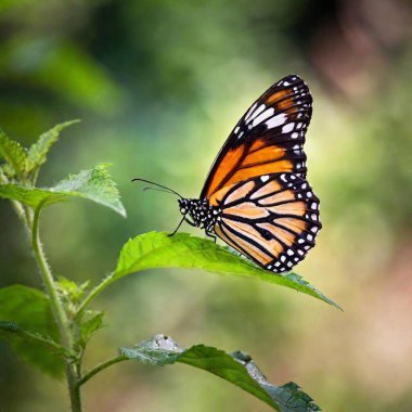 A close-up photo of a butterfly with dew drops on its wings in the early morning light, deep focus emphasizing the tiny water droplets and the texture of its wing scales, eye-level shot creating an intimate portrait of the butterfly's fragile beauty clipart