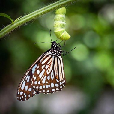 A close-up photo of a butterfly emerging from its chrysalis, deep focus capturing the transformation details, eye-level shot offering a portrait that symbolizes rebirth and the beauty of metamorphosis clipart