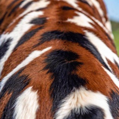 a closeup shot of a brown cow in the grass clipart