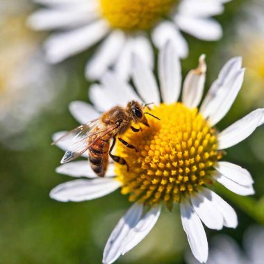 extreme macro shot capturing a bee proboscis as it sips nectar, the proboscis and the flower's stamen in sharp focus, with the surrounding floral elements softly blurred in the background clipart