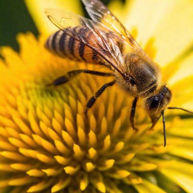 extreme macro shot capturing a bee proboscis as it sips nectar, the proboscis and the flower's stamen in sharp focus, with the surrounding floral elements softly blurred in the background. Extreme close up clipart