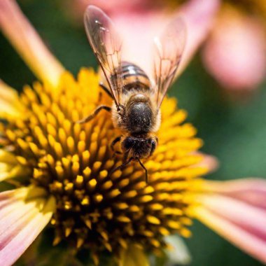 extreme macro close up of a bee clipart