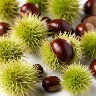 A high-resolution ultrarealistic image, showcasing a cluster of freshly harvested chestnuts and their spiky green husk against a pristine white background. The digital photo art captures the shiny, rich brown tones of the smooth chestnuts clipart