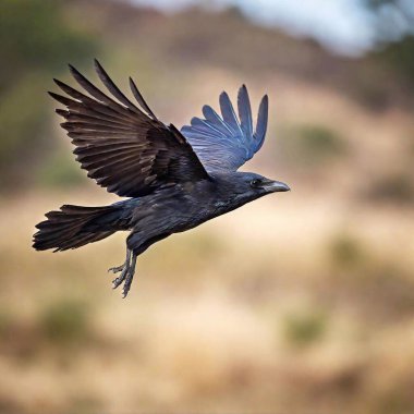 A high-resolution ultrarealistic image of a crow in mid-flight. This high-quality photograph captures the crow with its wings wide open and feathers detailed in shades of black and dark brown. The bird's intense gaze is directed downward as it clipart