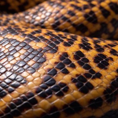 extreme macro shot of a snake scales shedding, with the old skin in sharp focus as it peels away, while the newly exposed scales and background blur softly, symbolizing renewal clipart