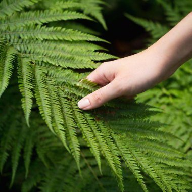 A high-resolution ultrarealistic image shows a human hand gently touching delicate green fern leaves in a lush natural environment. The close-up shot focuses on the interaction between the soft, patterned fern leaves and the smooth skin of the hand clipart