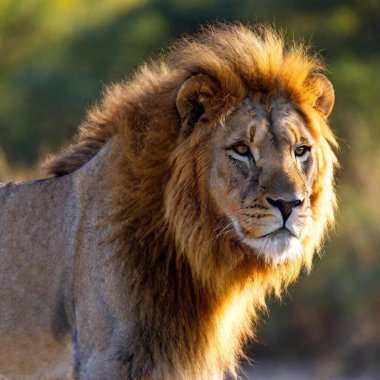 A high-resolution ultrarealistic image capturing a majestic lion in intricate detail, showing every strand of its golden mane. The lion is the primary subject, with its intense gaze and imposing stature, suggesting a moment of calm dominance. The clipart