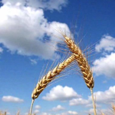 A high-resolution ultrarealistic image capturing a close-up of golden wheat ears in a vast wheat field. The digital photograph vividly portrays the intricate details of the wheat, with each grain and bristle sharply defined. The warm, earthy tones clipart