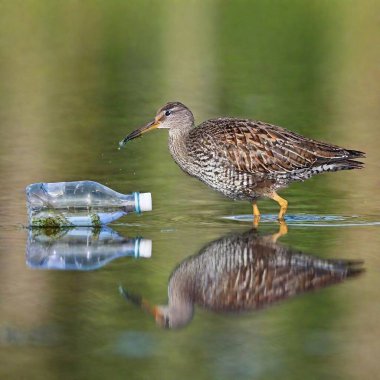 A high-resolution ultrarealistic image captures a water bird foraging in a polluted wetland. This photo features a brown and white bird with intricate feather patterns, wading through shallow water while pecking at the surface. Nearby floats a large clipart