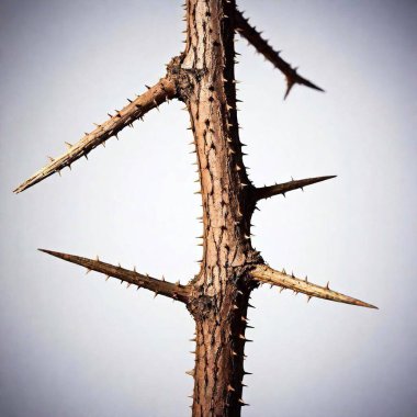 A high-resolution ultrarealistic image showcases a rugged, dried thorny branch set against a pristine white background. This digital photo captures the rough texture of the brown, wooden branch, which is dotted with sharp, menacing thorns that jut clipart