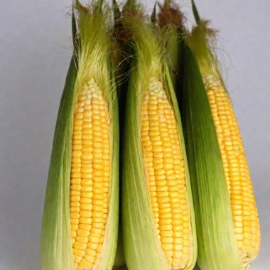 A high-resolution ultrarealistic image features four ears of fresh corn, meticulously depicted with digital photography. The corn ears, showcasing a vivid golden yellow color, are partially husked with vibrant green leaves and silky tassels. Each clipart