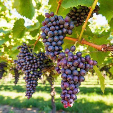 A high-resolution ultrarealistic image captures ripe, vibrant clusters of grapes hanging from lush green vines in a sun-drenched vineyard. The meticulous digital artwork showcases a palette of rich purples, reds, and greens, with glistening sunlight clipart