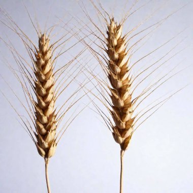 A high-resolution ultrarealistic image, photo style. The image depicts two stalks of golden wheat against a pristine white background. The wheat stalks are detailed with rich textures, showing the intricate patterns of the kernels and the fine hairs clipart