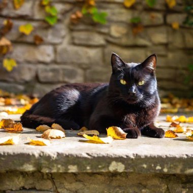 full-frame view of a black cat nestled in a cozy, leaf-strewn nook of the forest, surrounded by a mosaic of fallen leaves and soft, dappled sunlight clipart