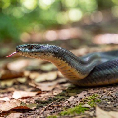 detailed shot of a snake head, with its eyes locked on the viewer and its tongue extended, as the surrounding forest floor fades into the background, creating a sense of focus and intensity clipart