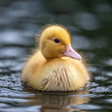 A close-up shot of a duckling with water droplets on its downy feathers, with deep focus capturing the clarity of the droplets, the softness of the feathers, and its curious expression clipart