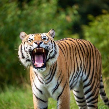 tiger mid-roar, its mouth wide open, sharp teeth exposed, and muscles tensed, as the background of tall grass and trees blurs into motion, highlighting the animal's fierce energy clipart