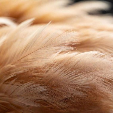 close view of a beautiful white feather on a black background clipart