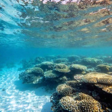 A full shot of a serene underwater landscape with various sea creatures, with rack focus moving from a close-up view of the reef and fish to the distant, blurred ocean floor and marine life clipart