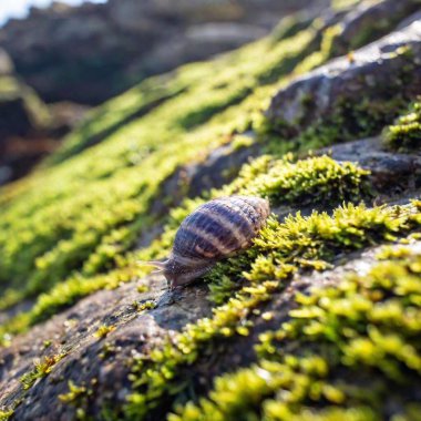 snail on the rocks clipart