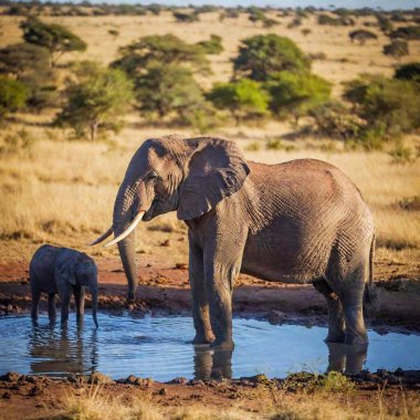 A full shot of a diverse group of wild animals gathered at a waterhole in the savannah, with deep focus capturing the details of each animal and the surrounding landscape clipart