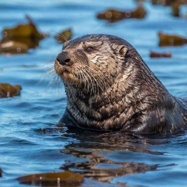 A medium shot of a sea otter floating on its back in the water, with rack focus drawing attention to the otter's expressive face while the surrounding kelp and sea are blurred clipart