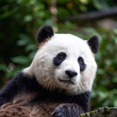 A close-up shot of a sleepy panda's face, with soft focus creating a dreamy, gentle ambiance around its fur and facial features clipart