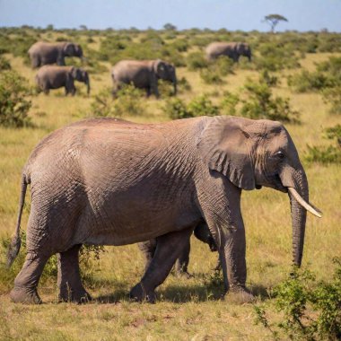 A long shot of a group of elephants walking through the savannah, with focus pull shifting from a close-up of a single elephant's textured skin to the larger herd in the background clipart