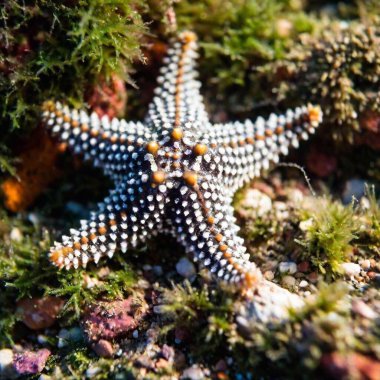 A macro shot of a small, camouflaged sea star on the seabed, with deep focus highlighting the detailed patterns on its surface and the surrounding tiny marine organisms clipart