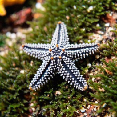 A macro shot of a small, camouflaged sea star on the seabed, with deep focus highlighting the detailed patterns on its surface and the surrounding tiny marine organisms clipart