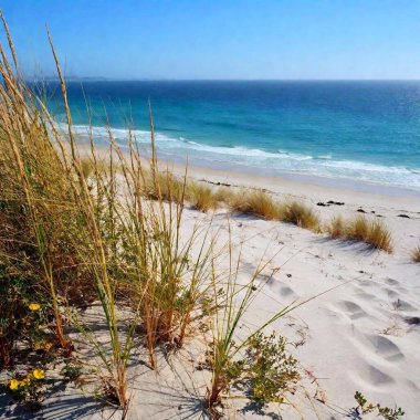 Focus Pull, coastal dune ecosystem, featuring hardy beach grasses and wildflowers, with the ocean waves lapping in the background.