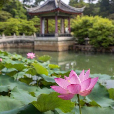 blooming lotus flower in a tranquil pond, with vibrant pink petals and a golden center, surrounded by lush green leaves. The setting is serene and reflects traditional Chinese aesthetics, with soft sunlight filtering through the trees above. In the clipart