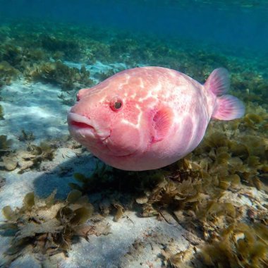 Blobfish - A gelatinous fish with a distinctive appearance, often cited as one of the ugliest animals. clipart