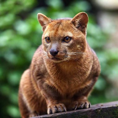 Fossa - cat-like carnivore from Madagascar that is related to mongoose clipart