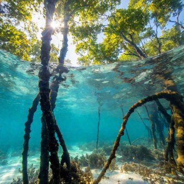 A captivating underwater view looking up through a vibrant mangrove ecosystem, with sunlight breaking through the branches and illuminating the marine life below, captured in a long shot and soft focus. clipart