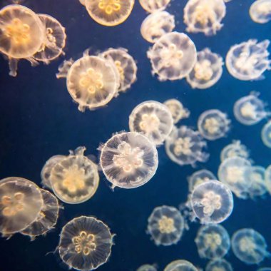 Full shot of a stunning display of jellyfishes in various shades, captured from knee level with rack focus to emphasize their ethereal beauty against the ocean's vibrant hues. clipart