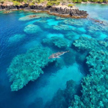 Extreme wide shot from a birds-eye perspective showcasing the diverse underwater life of the Galpagos, using split diopter to emphasize the interaction between the corals and the volcanic structures beneath the surface. clipart